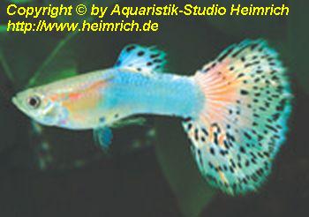 Guppy, Farbschlag Aquamarin Glastail