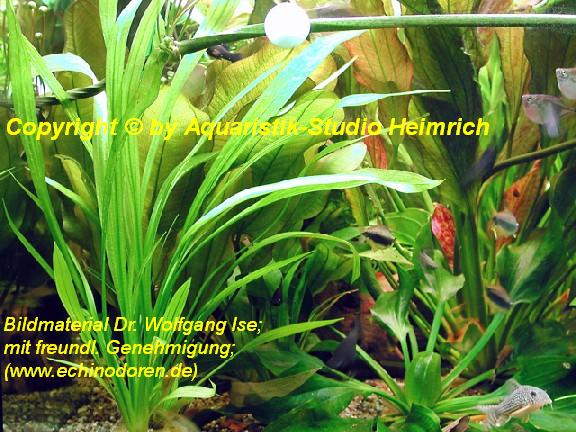 Echinodorus decumbens (Schmalblättrige Schwertpflanze)