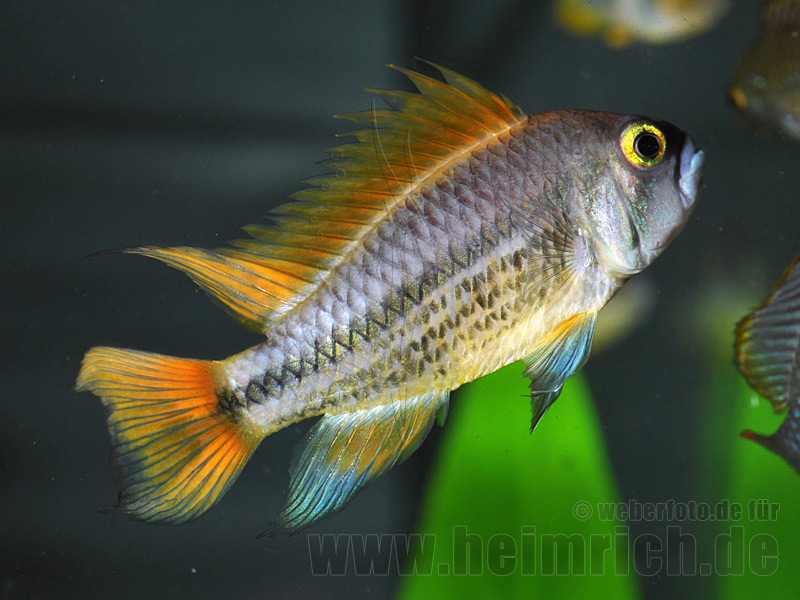 Apistogramma cacatuoides, ORANGE XXL (Kakadu-Zwergbuntbarsch)
