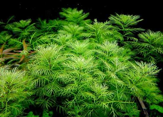 Myriophyllum hippuroides