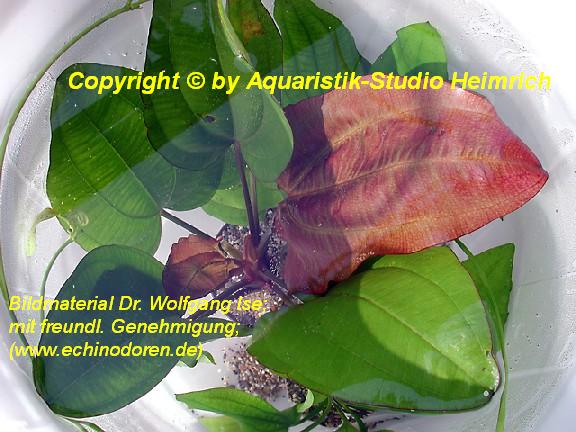 Echinodorus 'Lothario'
