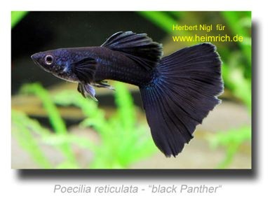 Guppy, Farbschlag 'Black Panther'