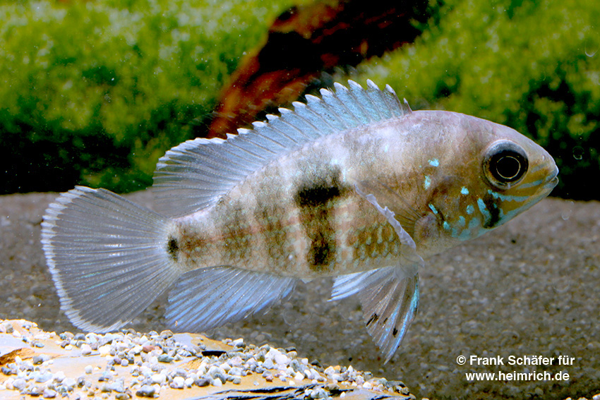 Andinoacara stalsbergi, female (Silbersaumbarsch)