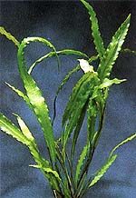 Aponogeton rigidifolius