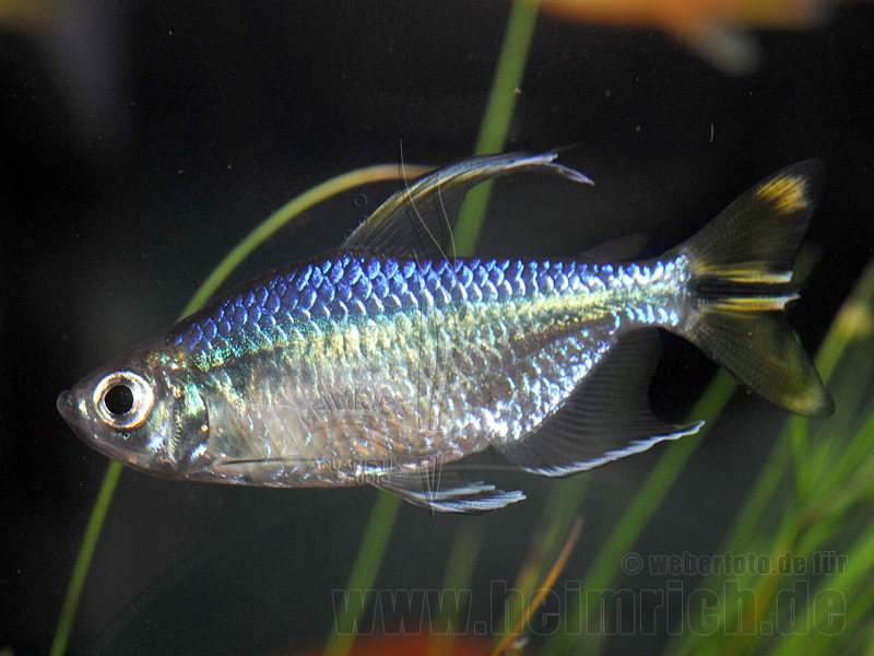 Gelber Kongosalmler, lg (Alestopetersius caudalis)