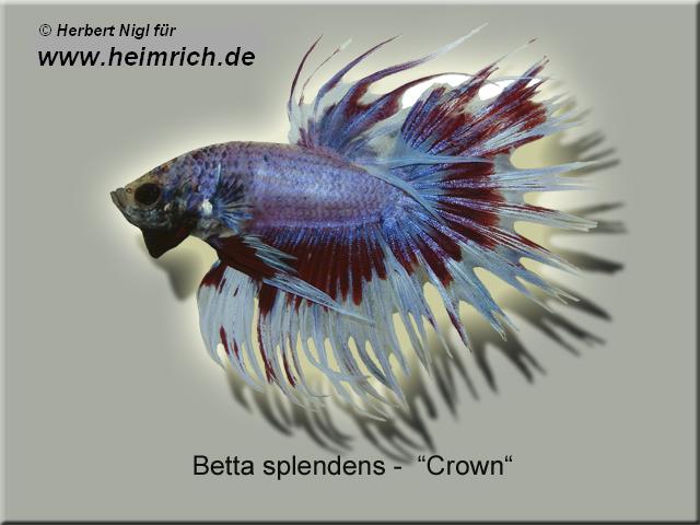 Siam. Kampffisch CROWN, Blau/ Rot/ Weiss lg (Betta splendens)
