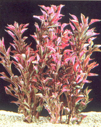 Alternanthera bettzickiana "RED SPOT"