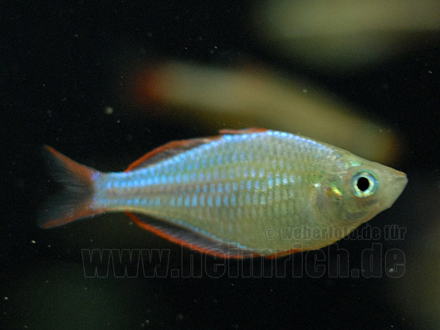 Neon-Zwergregenbogenfisch (Melanotaenia praecox)