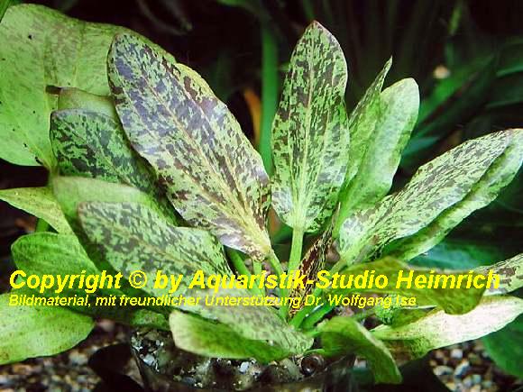 Echinodorus 'FELIX' (attraktive Zuchtform)