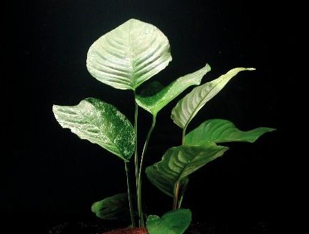 Anubia barteri, "XL"