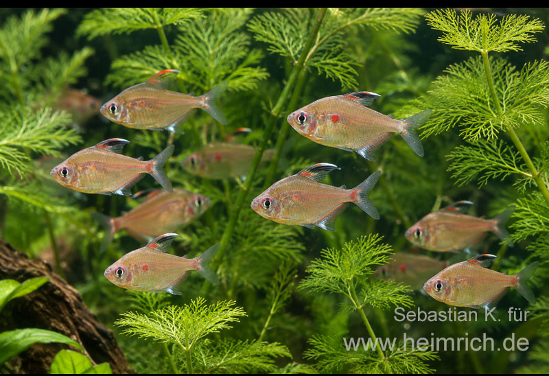 Kirschflecksalmler, 10er-Gruppe  Hyphessobrycon socolofi