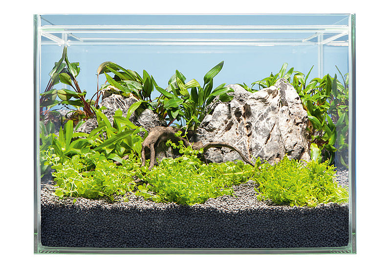 Hardscape Bepflanzung ASIA