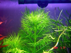 Hygrophila balsamica (Wasserfreund, spec. balsamica)