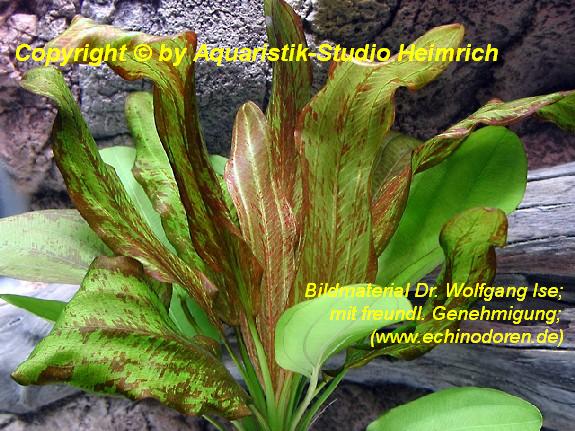 Echinodorus Dschungelstar Nr. 4 (E04 Echin. GRIZZLI-BÄR, Fa. Denn