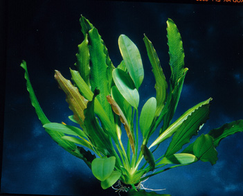 Echinodorus Dschungelstar Nr. 7 (E07 Echin. GROSSE OSIRIS, Fa. De