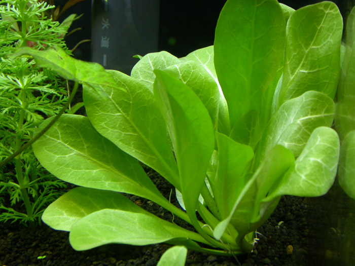 Samolus valerandii