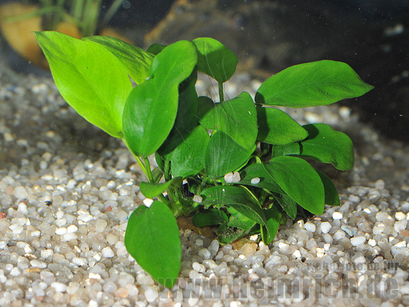 Anubia barteri nana 'nana'
