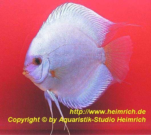 Diskus Diamond Blue, 15cm