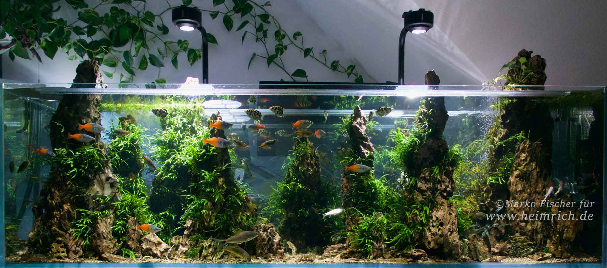 Melanotaenia boesemani spec. Orange - Group 10 (Boesemani Regenbogenfisch)