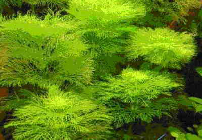Limnophila aquatica (Riesen-Sumpffreund)