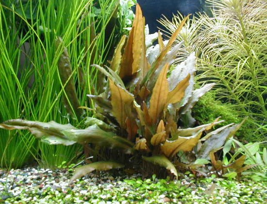 Cryptocoryne beckettii