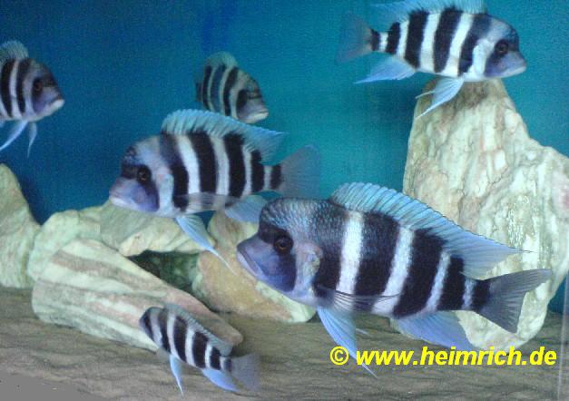 Cyphotilapia frontosa "BLUE ZAIRE" 1A-Zuchtgruppe