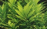 Hygrophila lacustris (Wasserfreund, spec. lacustris)