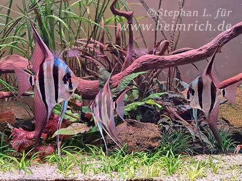 ALTUM-Skalar spec. ORINOCO RED, XXL 5er-Gruppe (Pterophyllum altum WFNZ)