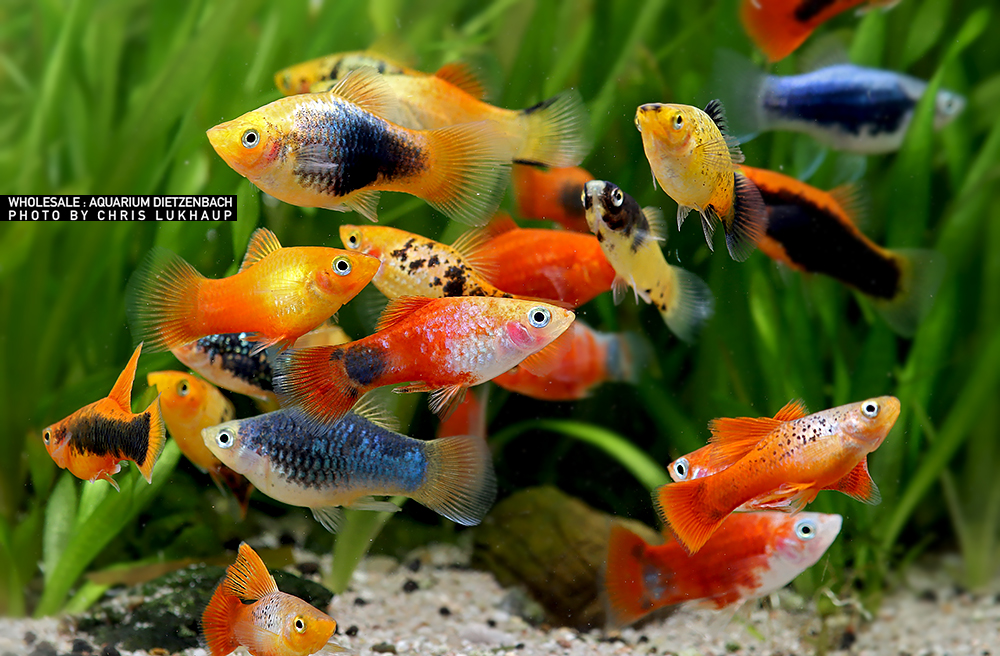 Xiphophorus maculatus, Platy Premium Farb-Mix - 8er-Gruppe (nach unserer Wahl)
