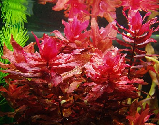 Rotala macrandra