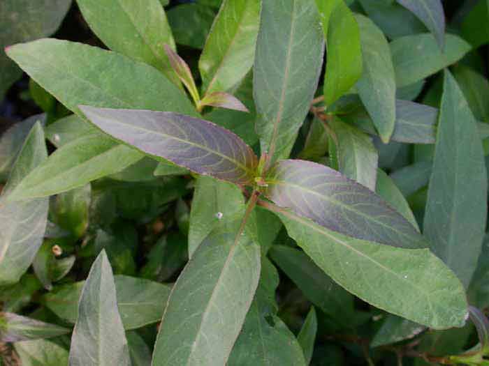 Nomaphila spec.'Thailand'