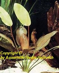 Echinodorus E132 (Echinodorus barthii, Fa.Dennerle)