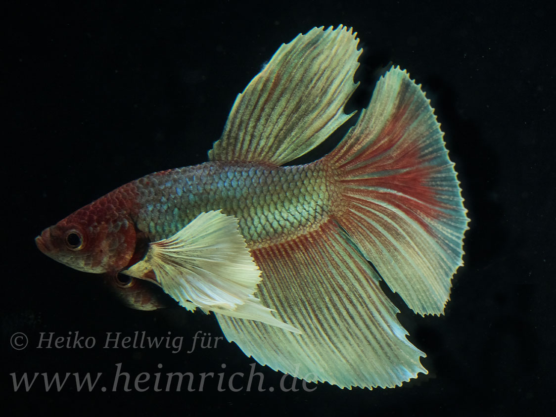 Siam. Kampffisch Big Ear Longtail, lg (Betta splendens)
