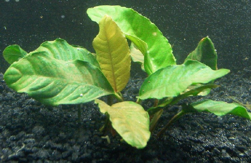 Anubia coffeefolia