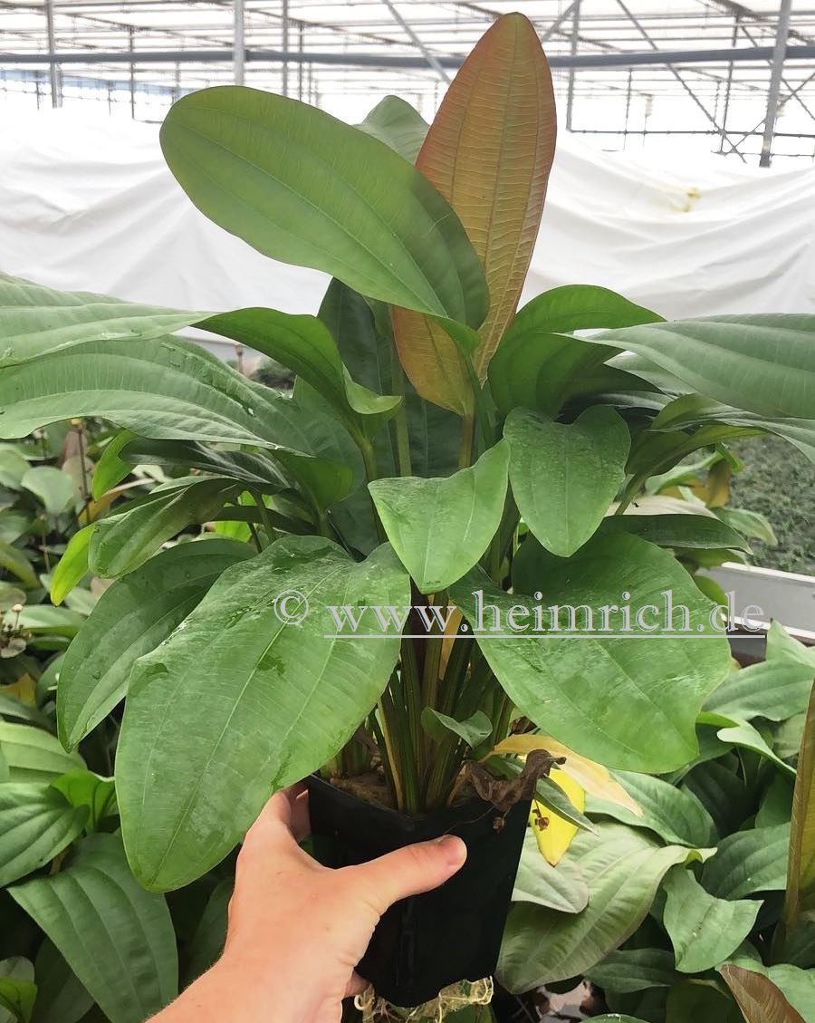 Echinodorus impaii XXL (Mutterpflanze)