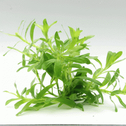 Heteranthera zosterifolia