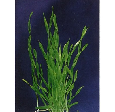 Vallisneria torta