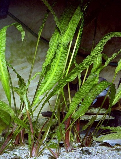 Cryptocoryne aponogetifolia, 20-30cm