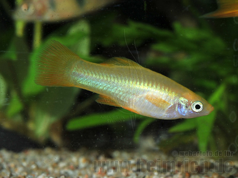 Schwertträger "Yellow Sun", weibl. lg (Xiph. hell., spec.Yellow