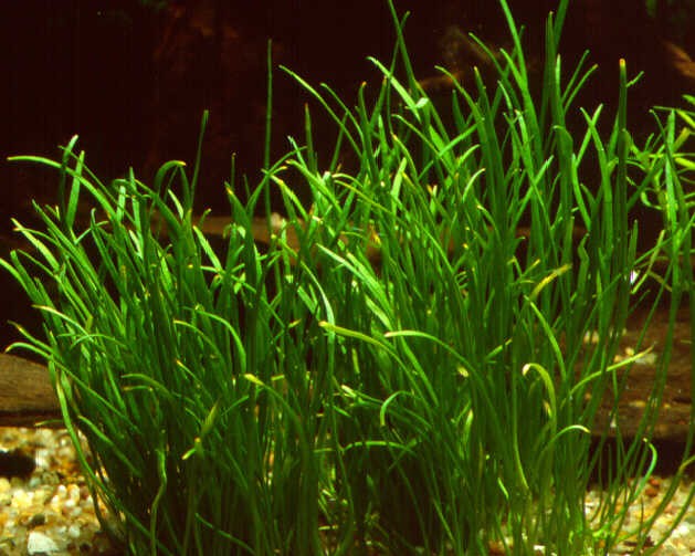 Lilaeopsis, spec. "long leaf" (Langblättrige Graspflanze)