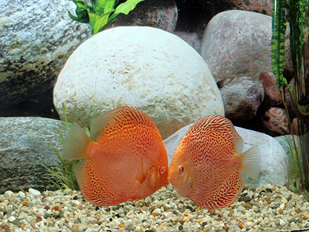 Diskus Red Leopard, 10cm