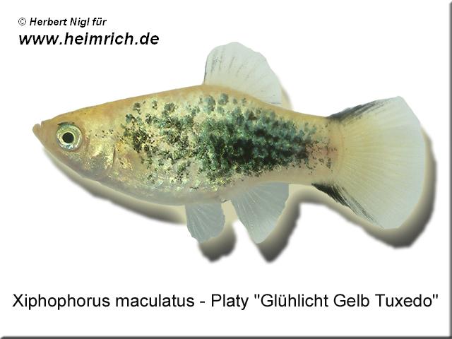 Platy PREMIUM-"Glühlicht Gelb Tuxedo", lg (Xiph. mac., spec.)