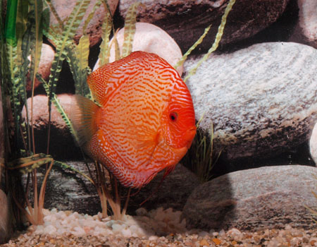 Diskus Pigeon Blood Snake, Jumbo