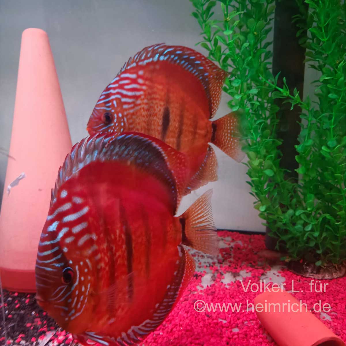 Diskus Red Ica Heckel - WFNZ, 8cm