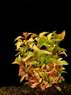 Alternanthera bettzickiana "YELLOW"