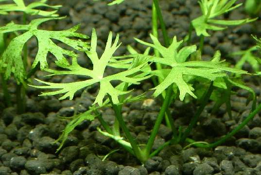 Ranunculus papulentus