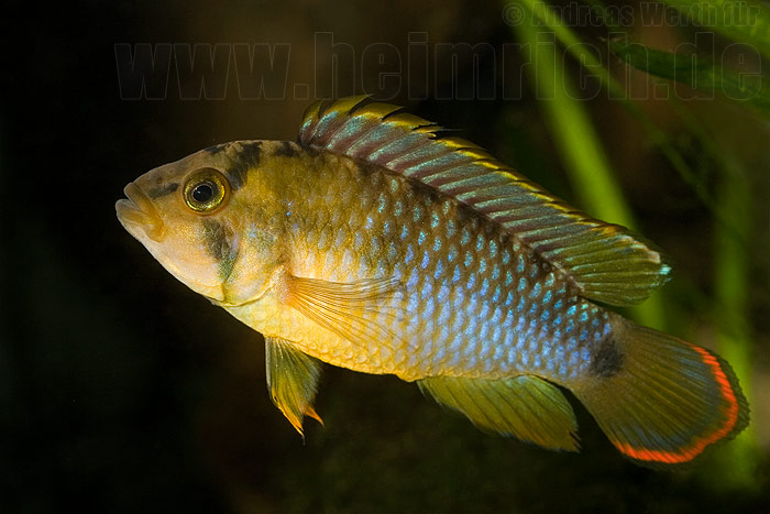 Apistogramma nijsseni (Panda-Zwergbuntbarsch)