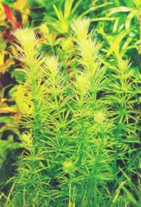 Bacopa myriophylloides