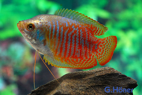 Zwergfadenfisch, lg (Colisa lalia)