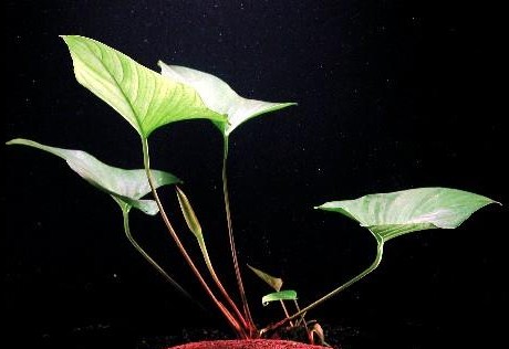 Anubia gracilis